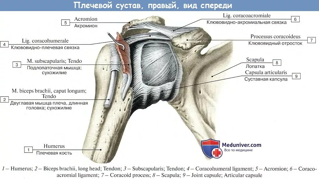 Плечевые связки. Плечевой сустав вид сзади анатомия. Плечевой сустав анатомия строение на латыни. Строение плечевого сустава латынь. Плечевой сустав анатомия Синельников.