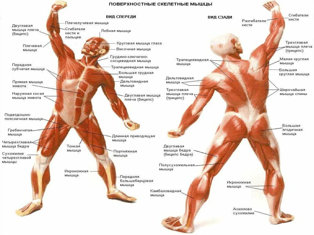 Описание мышц. Скелетные мышцы вид спереди. Мышечная система человека вид спереди и сзади. Поверхностные скелетные мышцы вид спереди и сзади. Мышцы вид спереди и вид сзади.