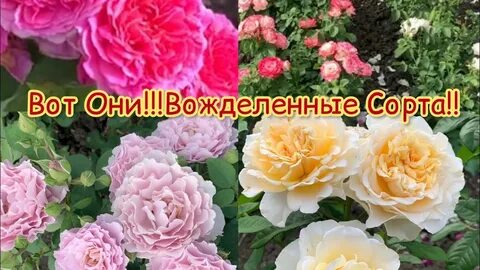 Питомник саженцев роз марии харченко
