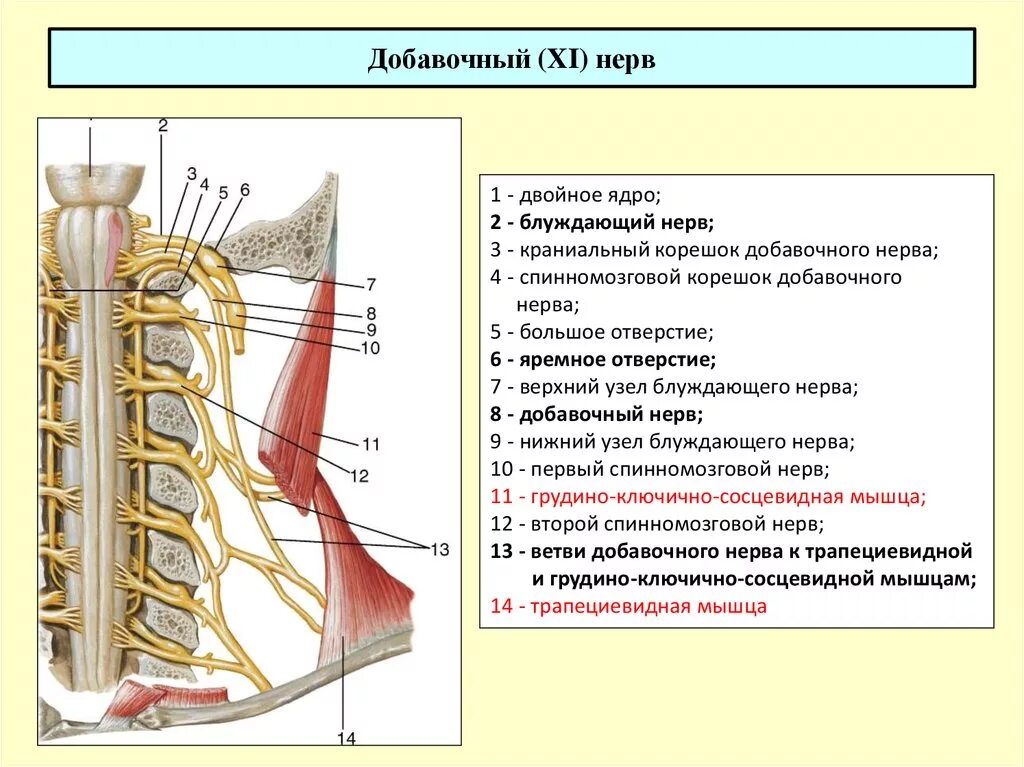 11 Пара черепных нервов добавочный нерв. 11 Пара добавочный нерв ЧМН. Добавочный нерв ядра схема. Черепной корешок добавочного нерва.