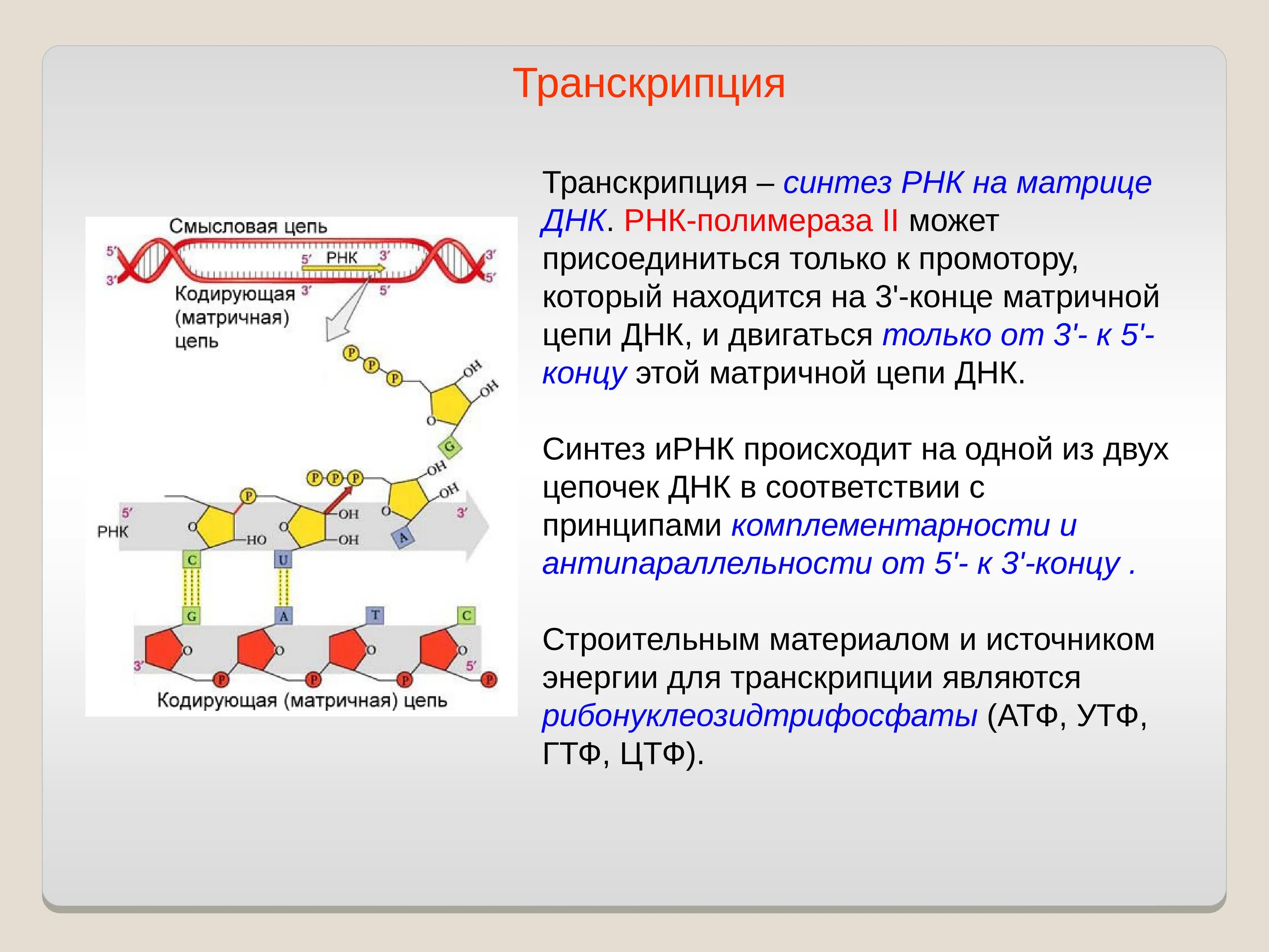 Рнк полимераза синтезирует