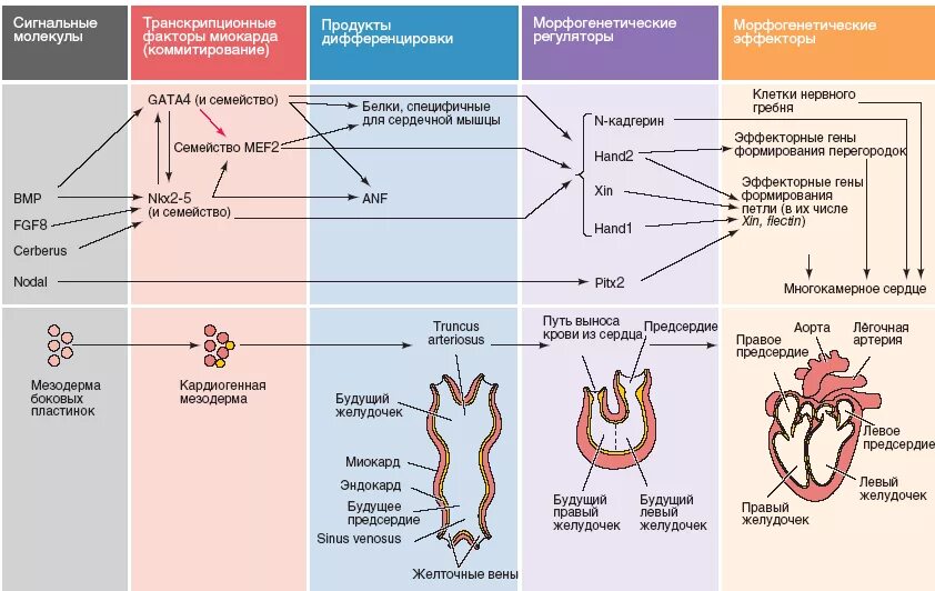 периоды развития сердца плода. этапы формирования сердца. развитие сердца анатомия. общие принципы развития сердца пороки развития. этапы эмбриогенеза сердца человека.