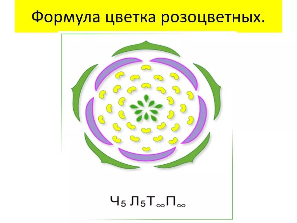 10 формула цветка. Семейство розовидные формула цветка. Семейство Розоцветные формула цветка. Формула цветка семейства Розоцветные *ч5л5т&п1. Формула и диаграмма цветка розоцветных.