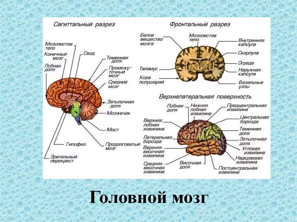 Как головной мозг связан с органами тела. Сагиттальный разрез головного мозга. Строение головного мозга спереди. Мозг в разрезе анатомия снизу. Головной мозг строение фронтальный разрез.