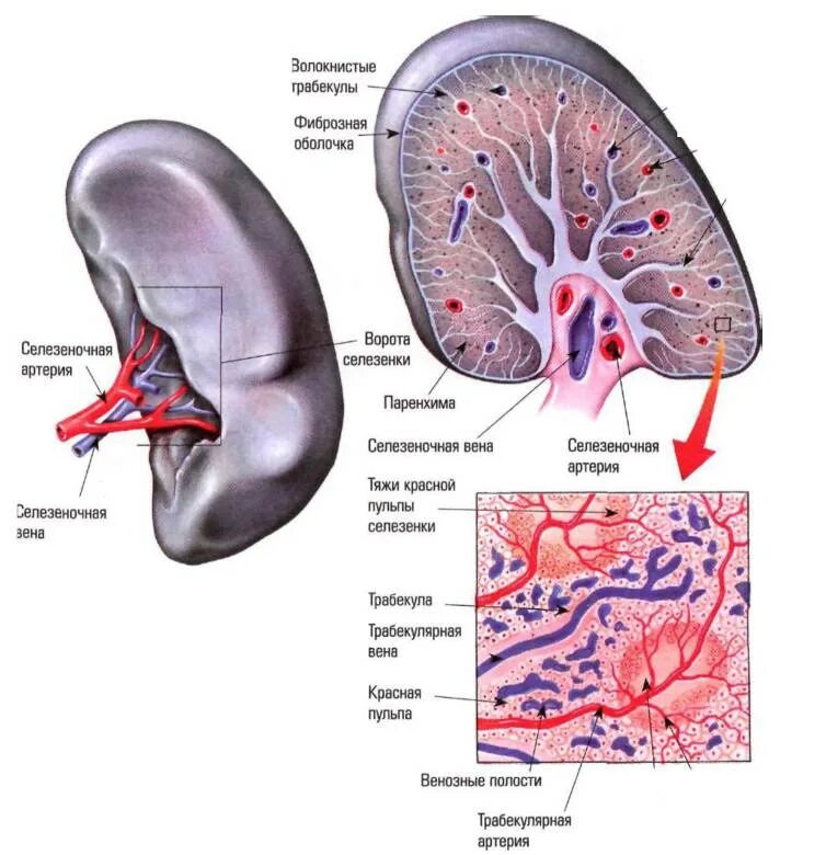 Анатомическое строение селезенки. Строение паренхимы селезенки. Селезенка анатомия атлас. Анатомические образования селезенки.