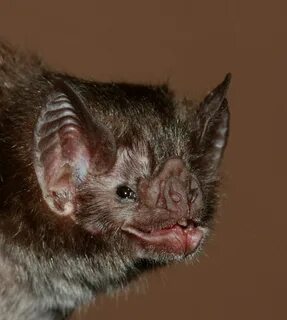 Мышь vampire
