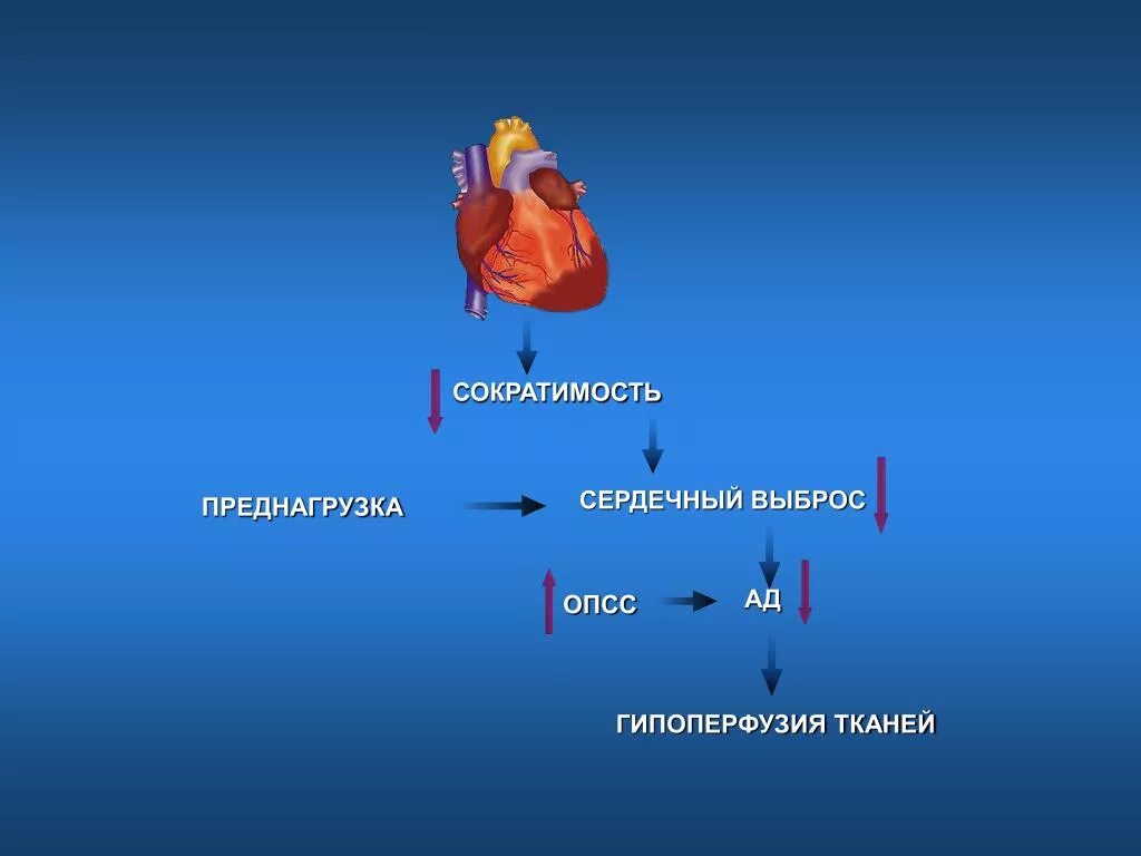 Повышенный сердечный выброс. Сердечный выброс. Сердечный выброс и ударный объем. Детерминанты сердечного выброса. Сократимость сердца это.