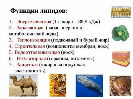 Какие липиды обеспечивают пластичность