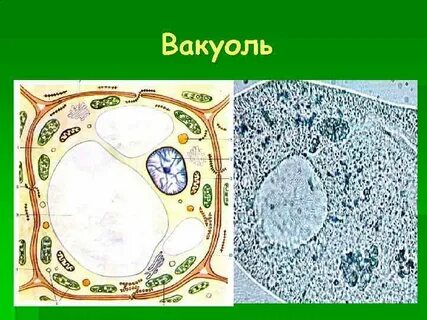Вакуоли животной клетки