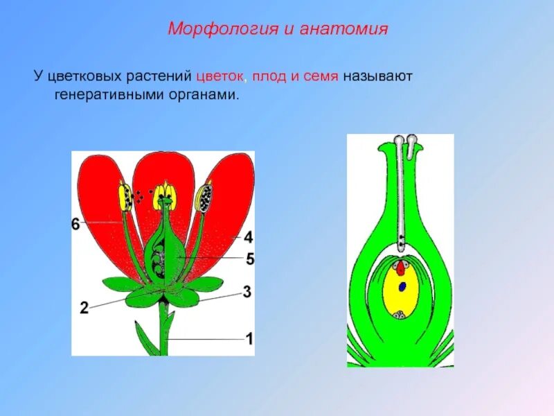 Генеративные органы: цветок плод с семенами. Генеративные органы цветка. Генеративные части цветка. Генеративные органы цветковых растений.