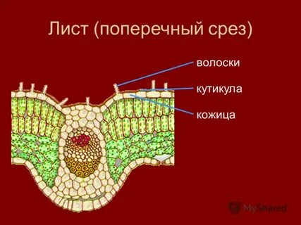 Кутикула у растений