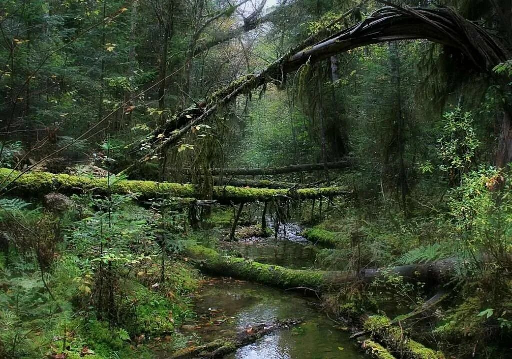 дремучий еловый лес. труднопроходимый хвойный лес. заросшее непроходимым лесом. чаща леса. самурский тропический лес.