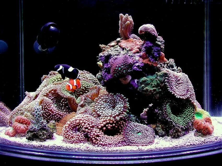 Живые кораллы для аквариума. Коралловый риф для аквариума. Аквариум nano reef. Морской нано риф. Морской аквариум.