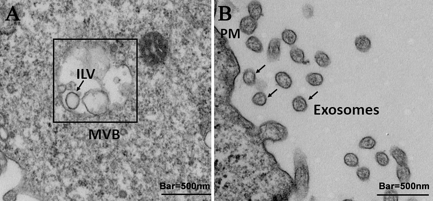 Exosomes isolation and identification from equine mesenchymal stem cells BMC Vet