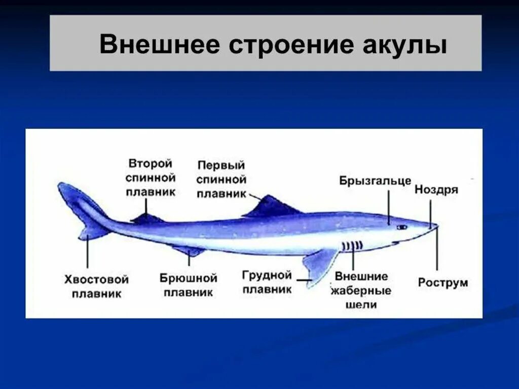 Внутреннее строение хрящевых рыб. Внешнее строение хрящевых рыб. Внутренне и внешнее строение хрящевых рыб. Строение акулы биология 7 класс.