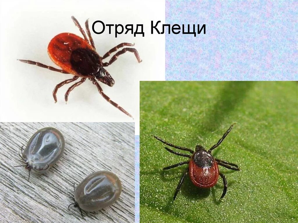 Паукообразные отряд клещи. Иксодовые клещи это паукообразные. Класс клещей. Клещи представители класса. Разновидности клещей фото и описание