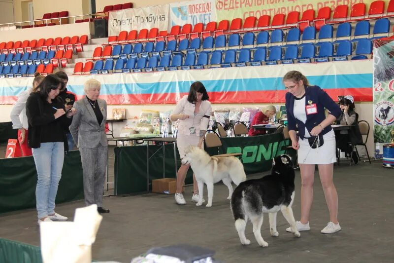 Выставка собак в Москве. Выставка собак Саранск. САС выставка собак. Выставка собак в Нижнем Новгороде 2022.