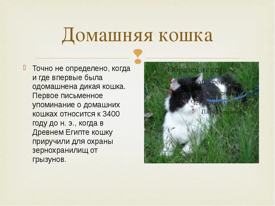 Как кошка стала домашней. Домашние кошки презентация. описание домашней кошки. история домашней кошки для детей. домашнее животное кот окружающий мир.