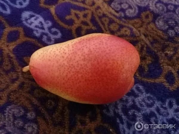 Груша форель описание сорта фото Груша Форель саженцы купить в Москве по цене от 611 руб.