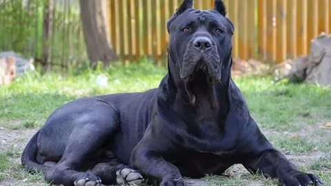 Большая мощная собака