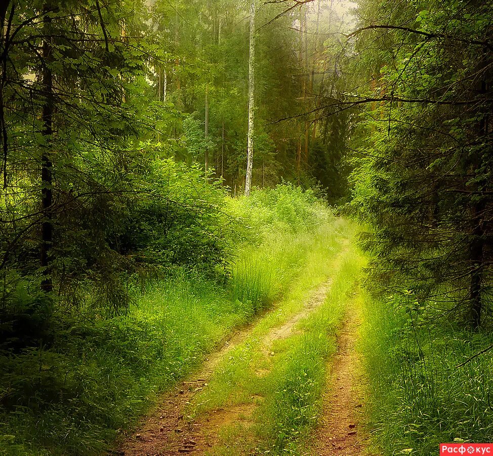Дорога в красивом лесу. Дорога в лесу. Лесная дорога. Летний лес. Летний лес тропинка.