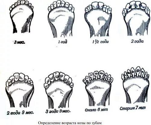 C определить возраст. Как определить Возраст щенка немецкой овчарки по зубам. Как по зубам определить Возраст собаки немецкой овчарки. Как узнать Возраст щенка немецкой овчарки по зубам. Определение возраста щенка по зубам.