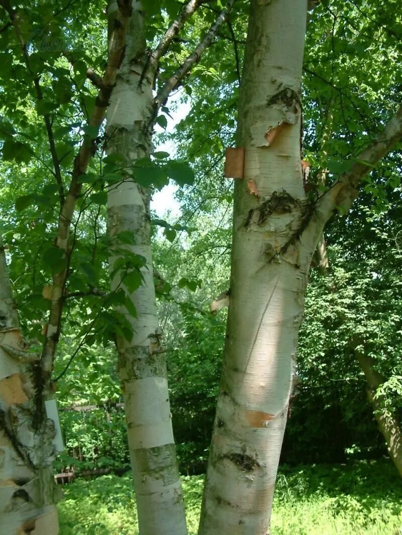 Береза как тип дерева 6 букв сканворд. Betula papyrifera. betula pubescens ствол. берёза бумажная лат betula papyrifera. береза бумажная (betula papyrifera marsh.).