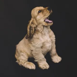 Спаниель английский американский