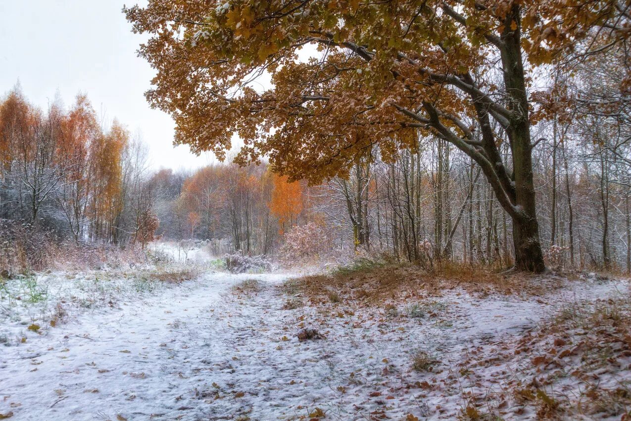 Первый снег утром картинки. Поздняя осень. Первый снег. Осень первый снег. Снежная осень.