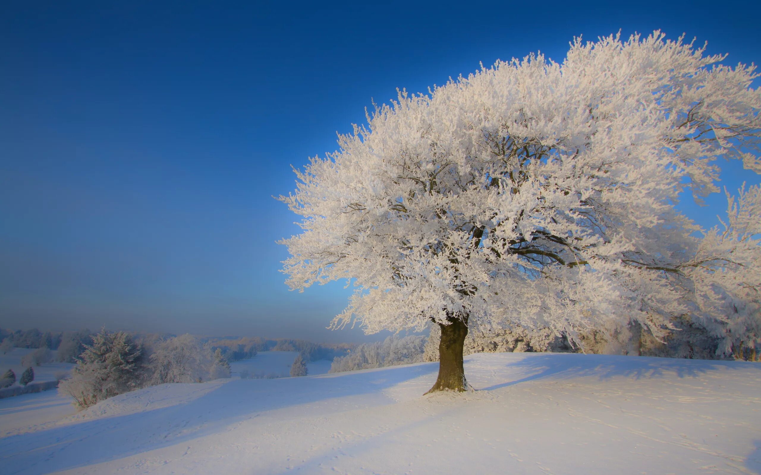 Снежная зима к какому лету. Зимнее дерево. Деревья в снегу. Иней на деревьях. Зимняя природа.