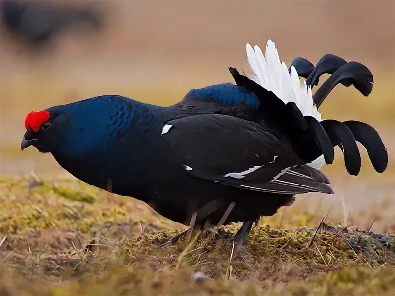 Тетерев самец и самка. Тетерев самец и самка
