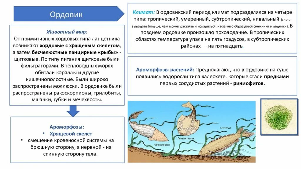 Ароморфозы эры палеозой. Ордовикский период ароморфозы. Ордовик период основные ароморфозы. Ароморфозы животных ордовикского периода.