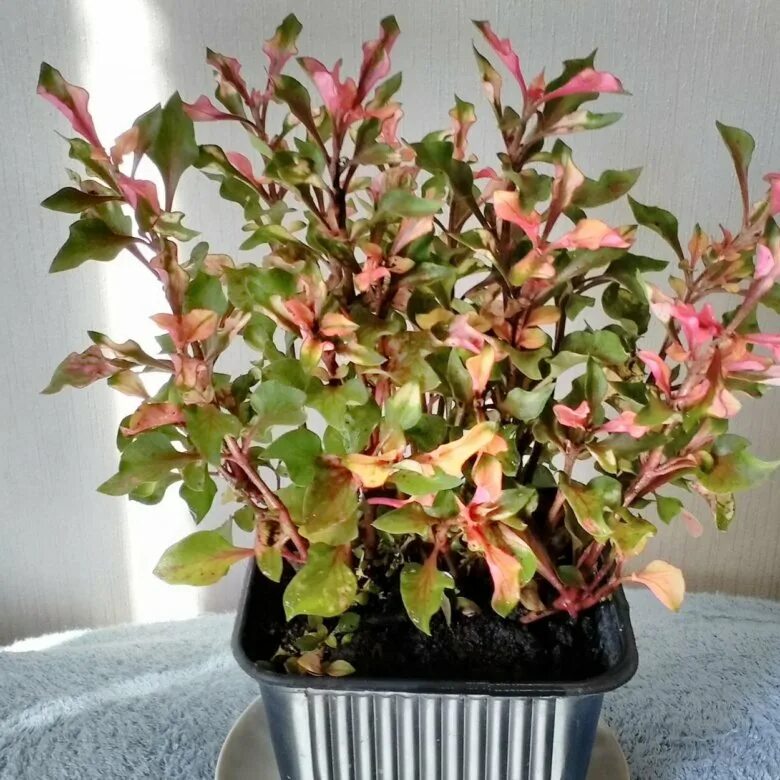 Альтернантера Беттцика (Alternanthera bettzickiana) - смотреть онлайн короткое в