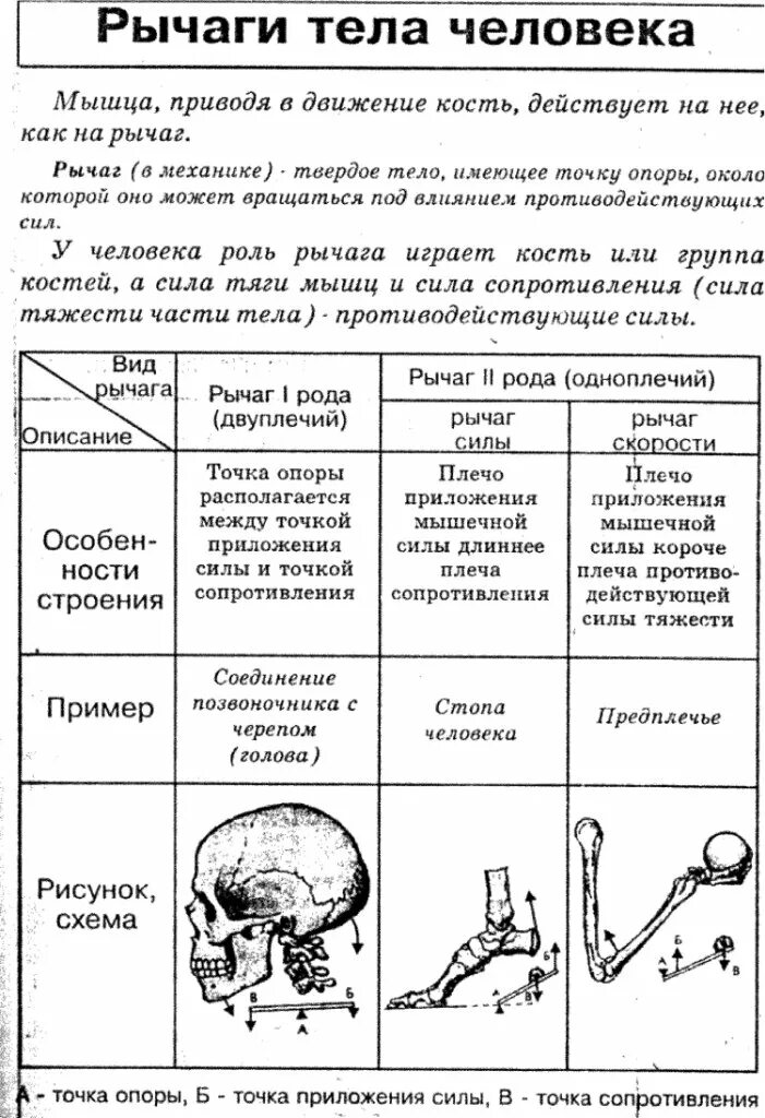 Эндокринная система строение и функции желез таблица. Скелет карточка человека 8 класс биология. Рычаги тела человека. Строение мозга млекопитающих и его функции. Виды костей и их функции таблица.