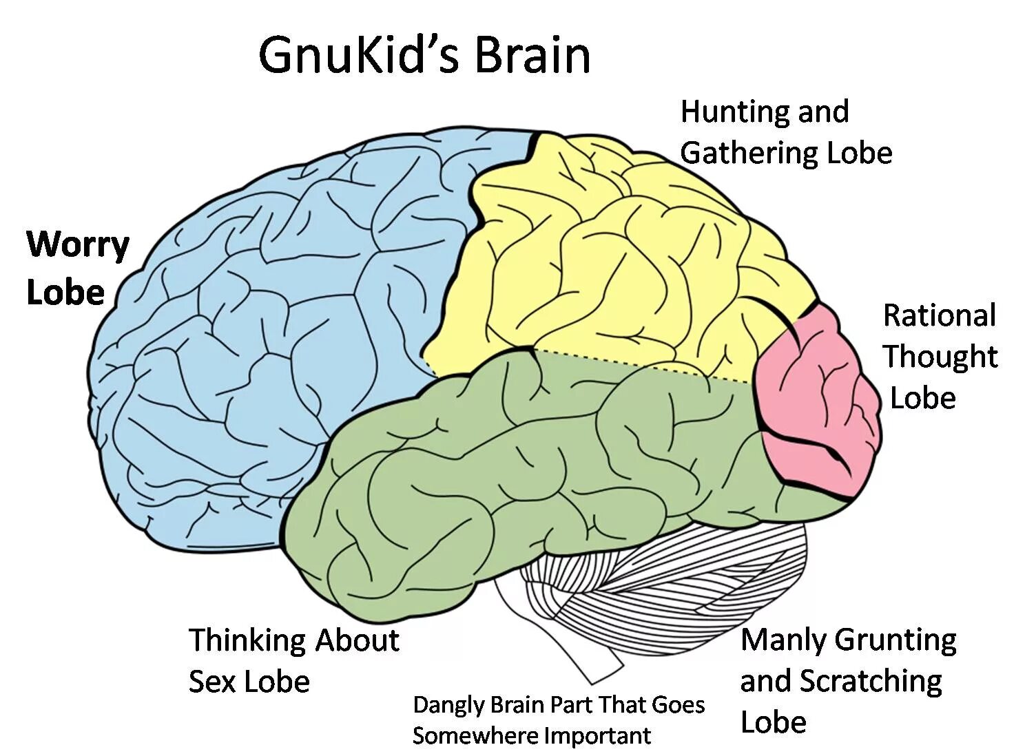 Brain capabilities. Лобная теменная височная затылочная доли мозга. Доли коры больших полушарий.