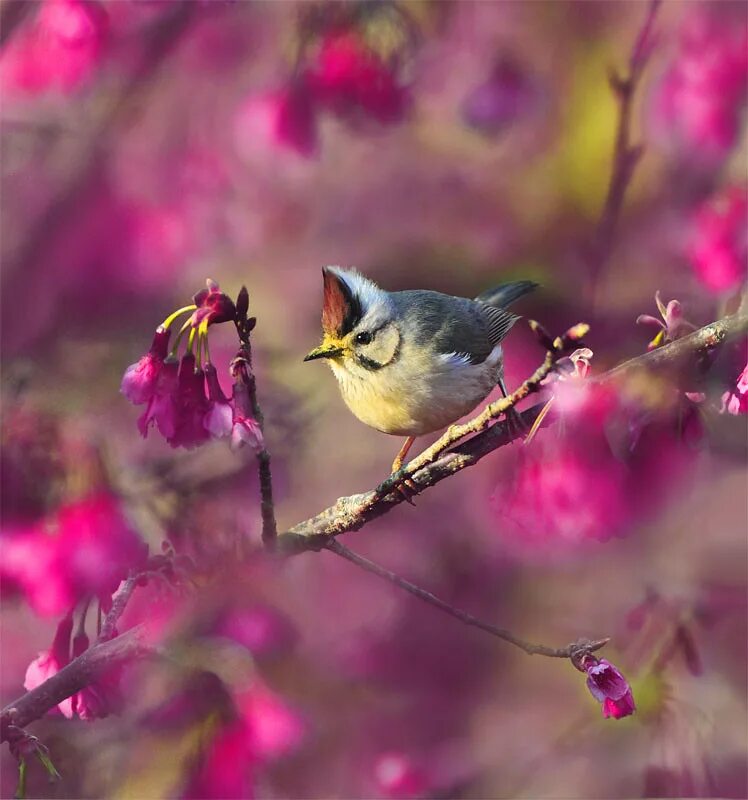 Красивые птицы. Птицы весной. Утро птицы.