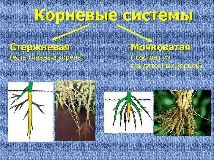 Корень образует листья. Корни растений.