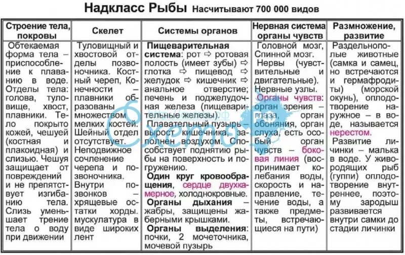 Особенности строения надкласса рыбы. Общая характеристика рыб таблица. таблица характеристика классов рыб. надкласс рыбы общая характеристика. класс рыбы общая характеристика таблица.