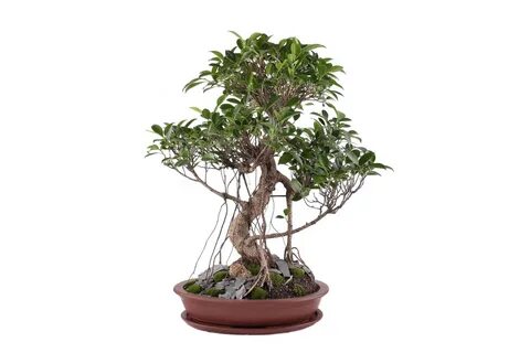 Bonsai Urn, Indoor Tree Urn, Patio Urn, Indoor Plant Urn - The.