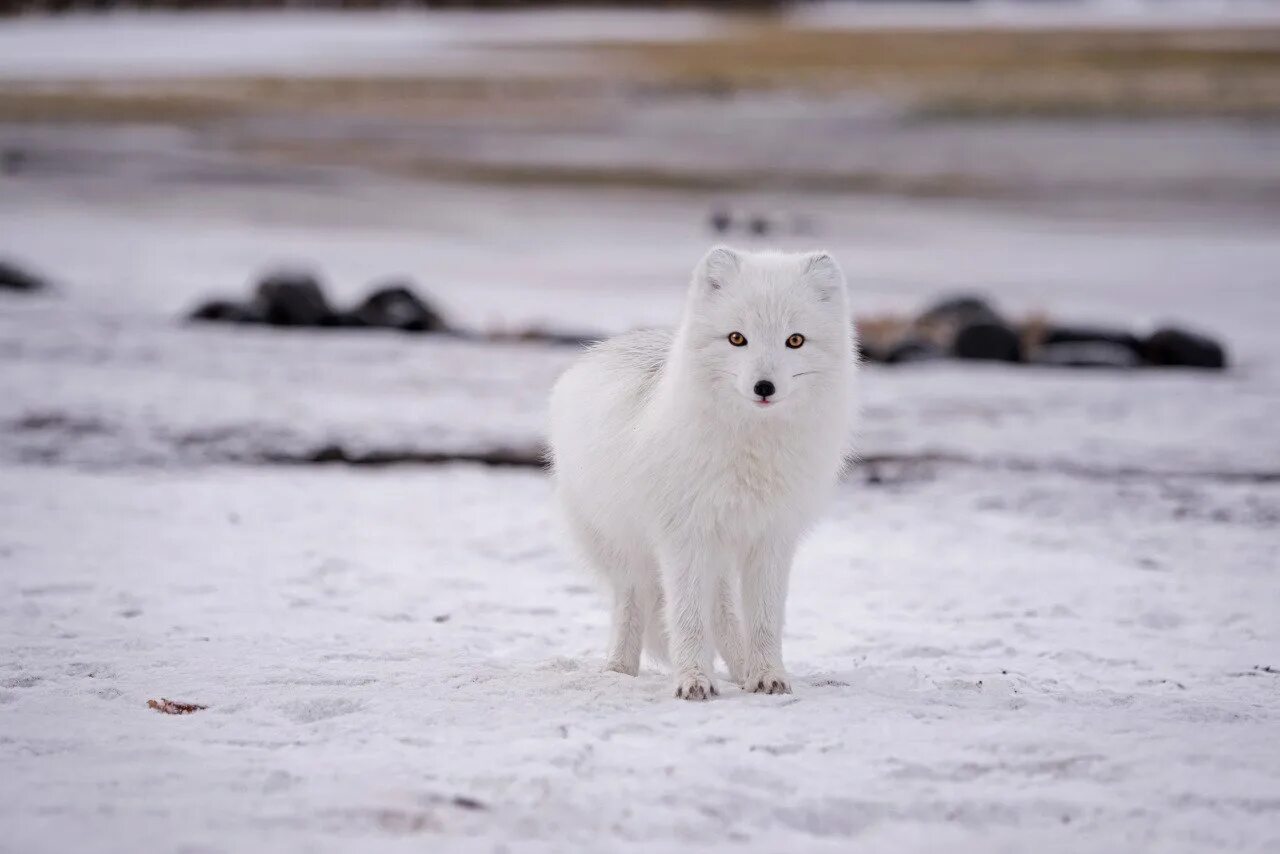 Песец зимой и летом. Тундровый песец. Полярная лисица песец. Песец обыкновенный (Полярная лиса). Гренландский песец.