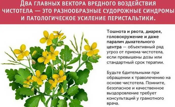 Чистотел можно ли внутрь. Лекарственные растения чистотел. Чистотел рецептура. Чистотел при онкологии. Настой травы чистотела.