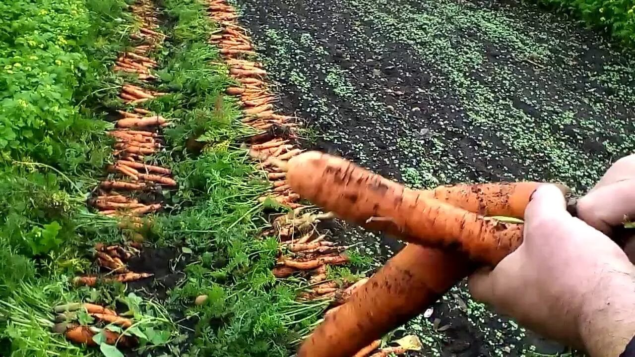 Морковь на гребнях. Окучивание моркови. Посадка моркови в гребни. Посевмокови на гребнях.