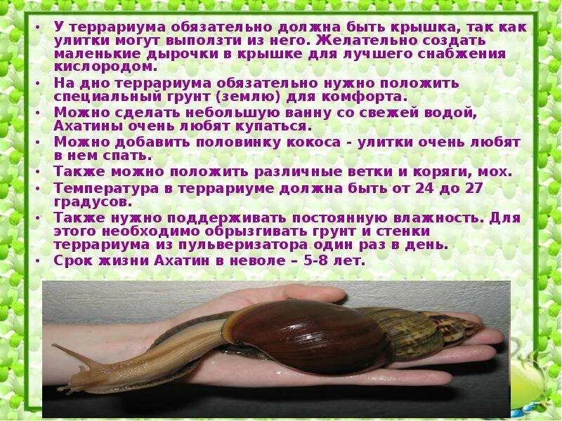 Ахатина польза. Улитка домашняя ахатина. Ахатина польза. Сообщение про улиток ахатин. Улитка ахатина раковина.