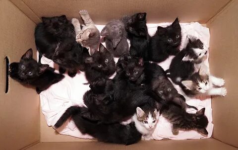 18 котиков