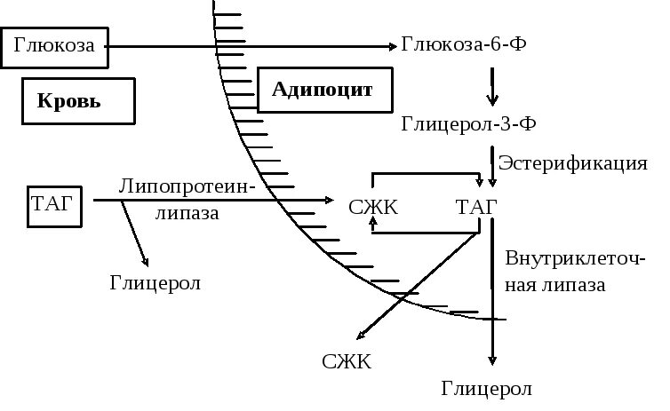 Ферменты расщепления нейтрального жира