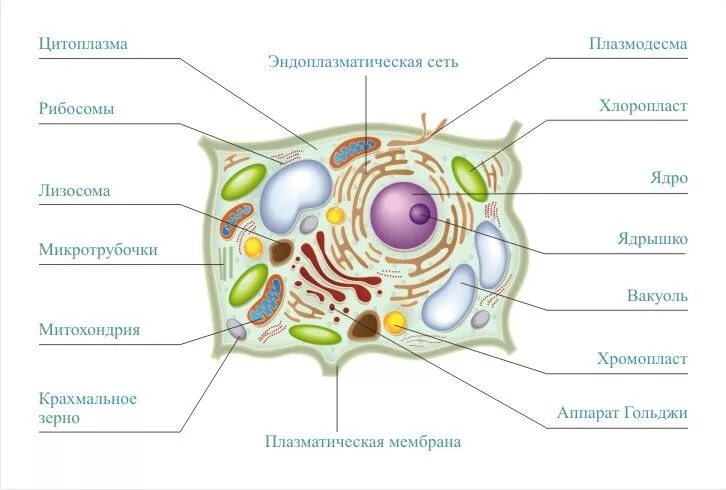 Клетка пояснение. Клетка в разрезе. Клетка реферат. Биология 5 класс реферат клетка. Доклад о клетке по биологии 5 класс.