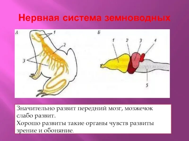 Строение нервной системы земноводных. Нервная система земноводных схема. Схема строения нервной системы земноводных. Нервная система лягушки.