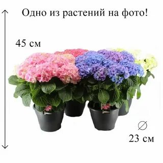 Комнатная оптом
