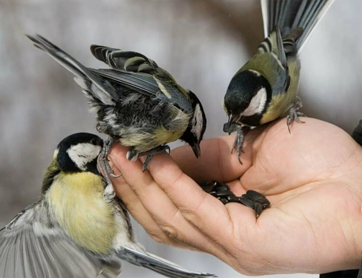 O bird. Синички. Защита птиц. Забота о птицах. Синица на ладони.