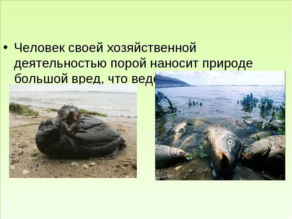 Нанесение вреда природе человеком. Действия человека которые вредят природе. Человек вредит природе. Как человек вредит природе. Влияние человека на природу в цифрах.